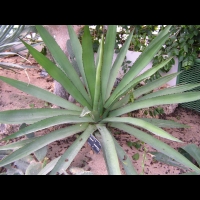 Agave ensifera Jacobi (fam Agavacees) (Mexique) (1)